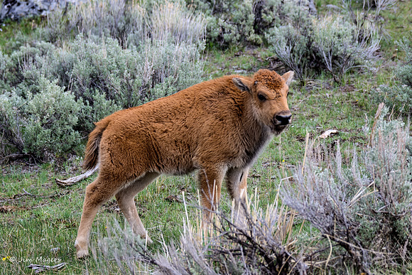 Bison Calf - Yellowstone, Montana