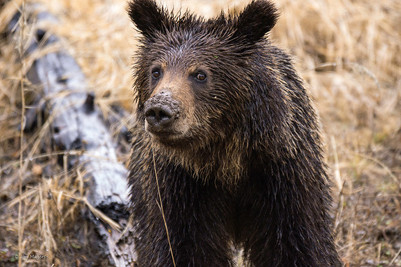 Young Grizzly - Yellowstone National Park, Montana