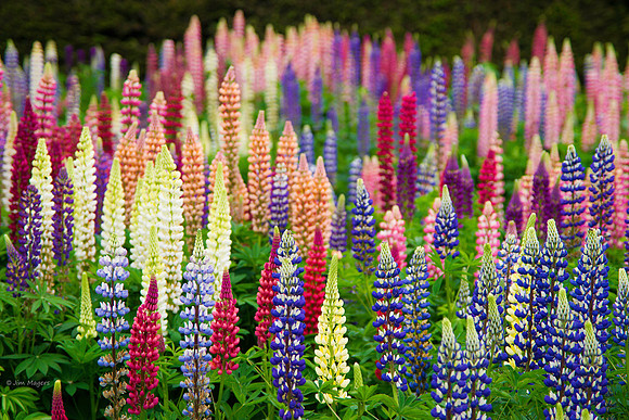 Flowers Chatsworth House - Great Britain