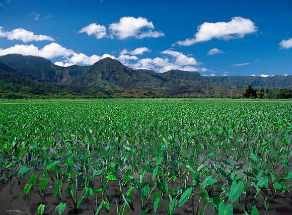Taro Field Hanalei Valley - Kauai, Hawaii