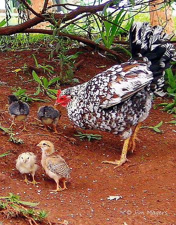 Chickens - Kauai, Hawaii